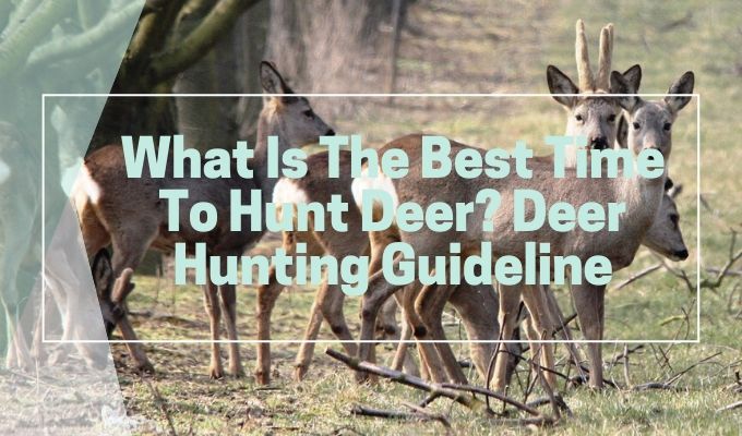 Best time to hunt deer