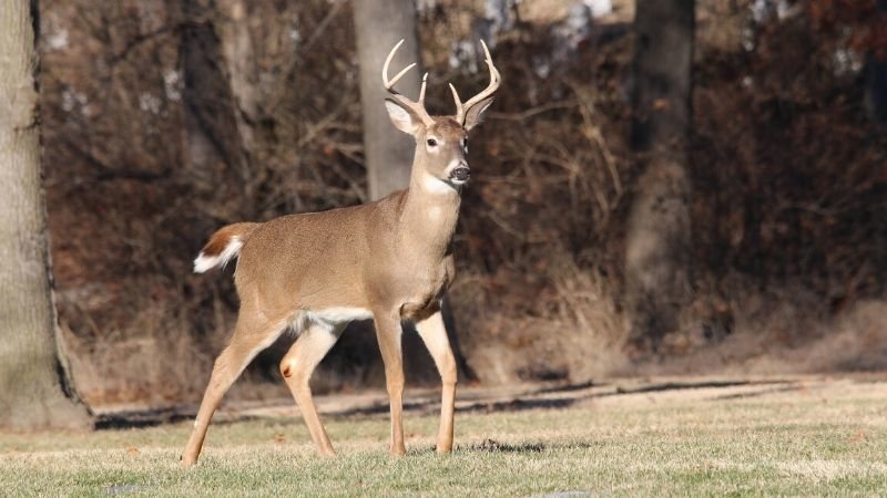 How to Hunt Whitetail Deer